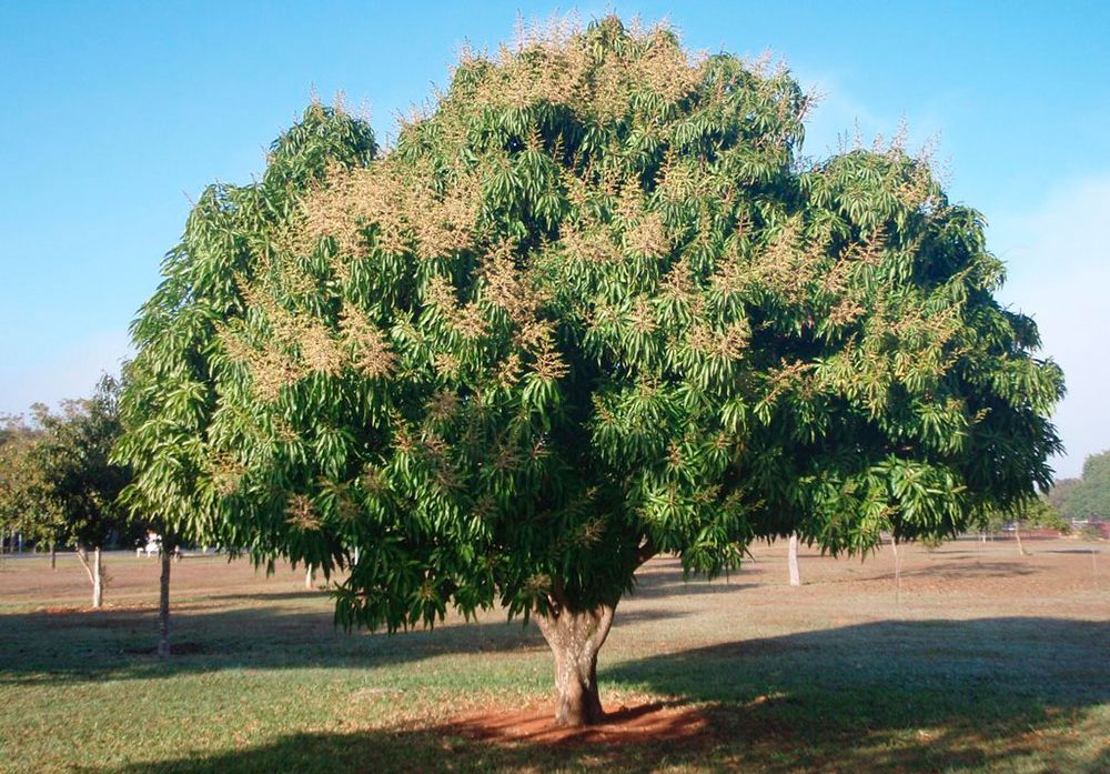 Mangueira-planta-perenifólia - iGUi Ecologia