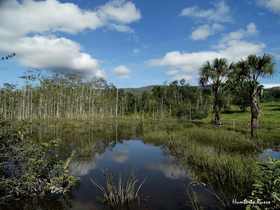 Veredas: o oásis do Cerrado - iGUi Ecologia