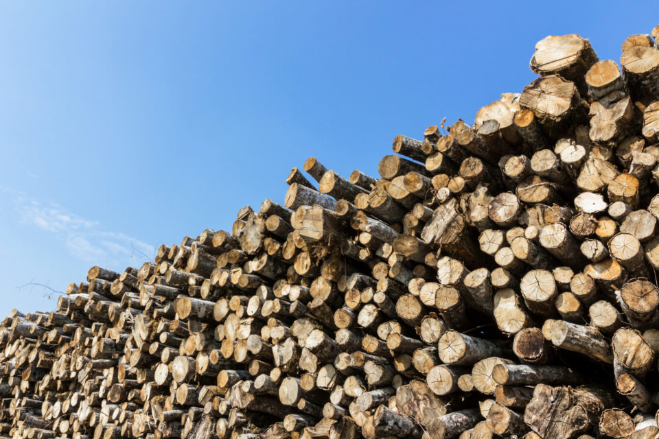 Forrest Stump Logging Safety SafetyNow ILT