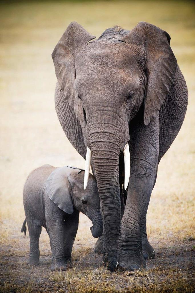 Mother Elephant and Baby Calf Photo Poster 24x36 Inch 628136402705 eBay