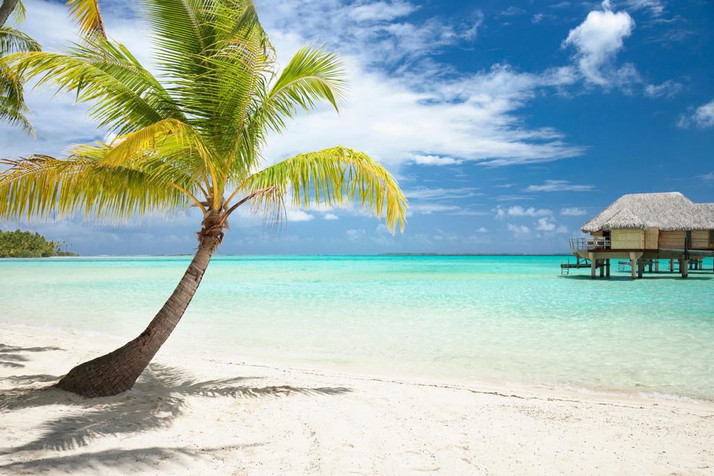 Palm Tree Tropical Beach Poster Poster 24x16 | eBay