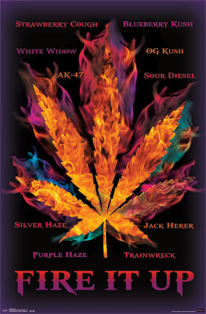 Fire It Up Marijuana Leaf Types Pot Cannabis College Poster 22x34 eBay