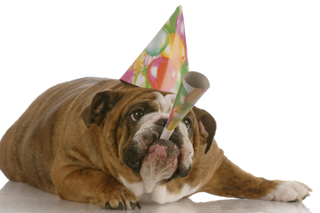 Cute Birthday Bulldog Dog With Party Hat Horn Photo Art Print Poster