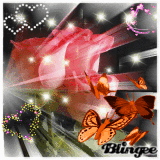 Blumen bilder Blumen bilder