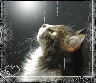 LiTtLe,SwEeT cAt LiTtLe,SwEeT cAt