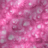 pink animated background Graphics, Cliparts, Stamps, Stickers [p. 1 of