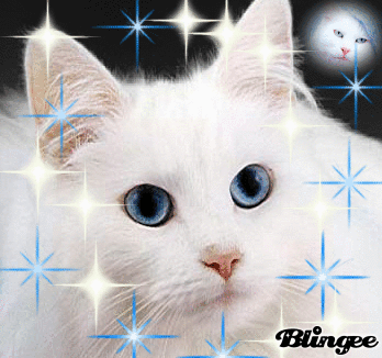 white cat Picture #117320349 | Blingee.com