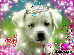 Sparkle Puppy