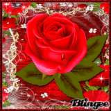 Fleur Rose Rouge Pictures P 1 Of 7 Blingeecom