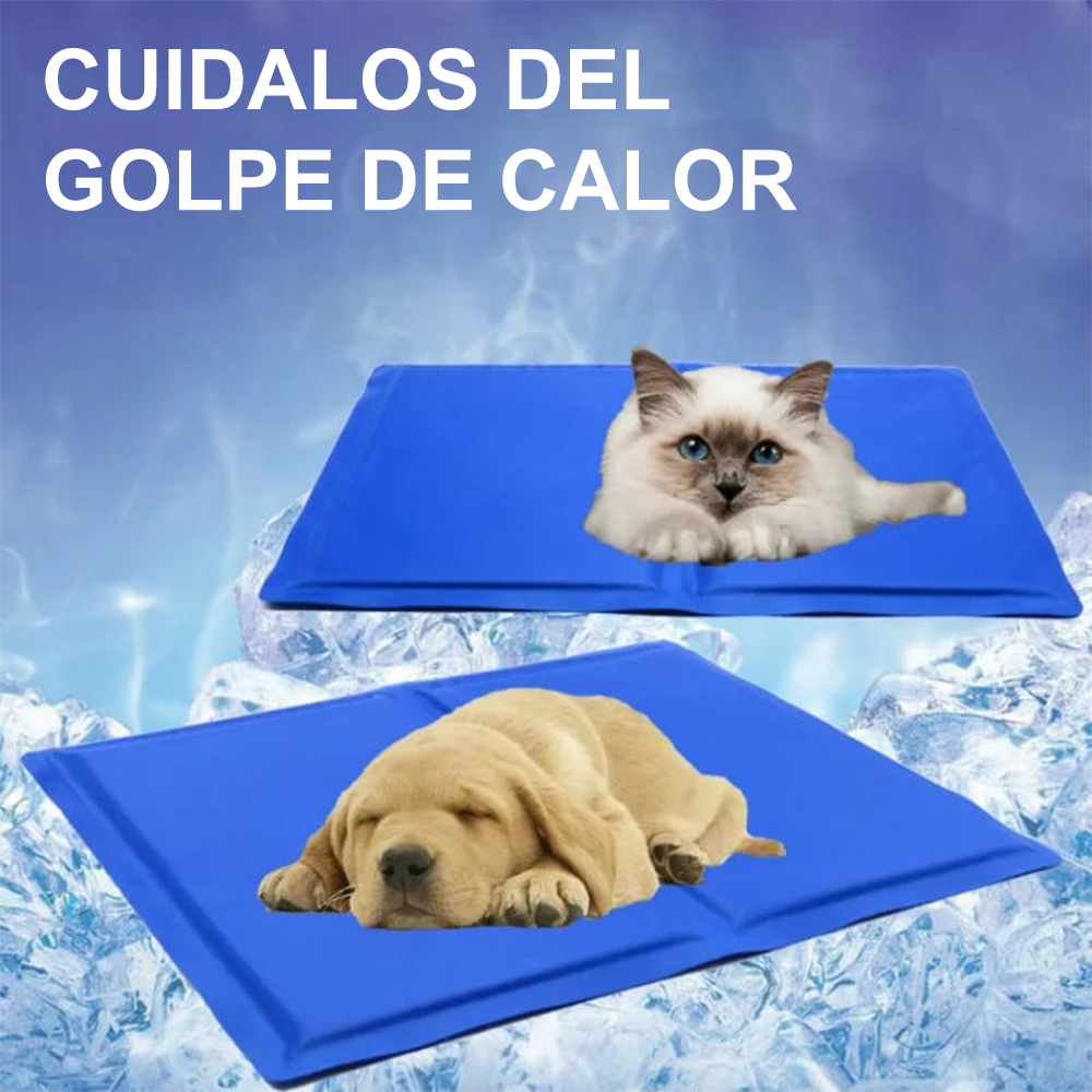 colchoneta gato
