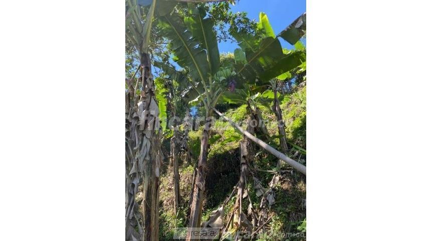 Finca en Venta - Ansicht 5