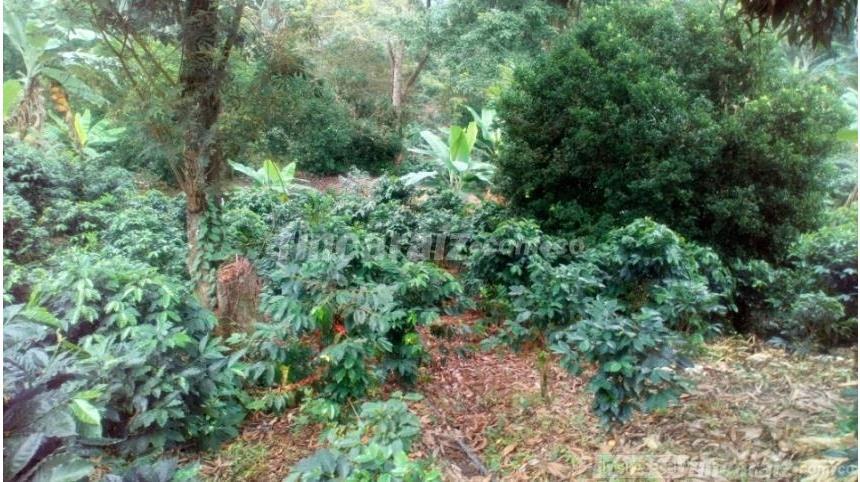 Finca en Venta – pohled 5