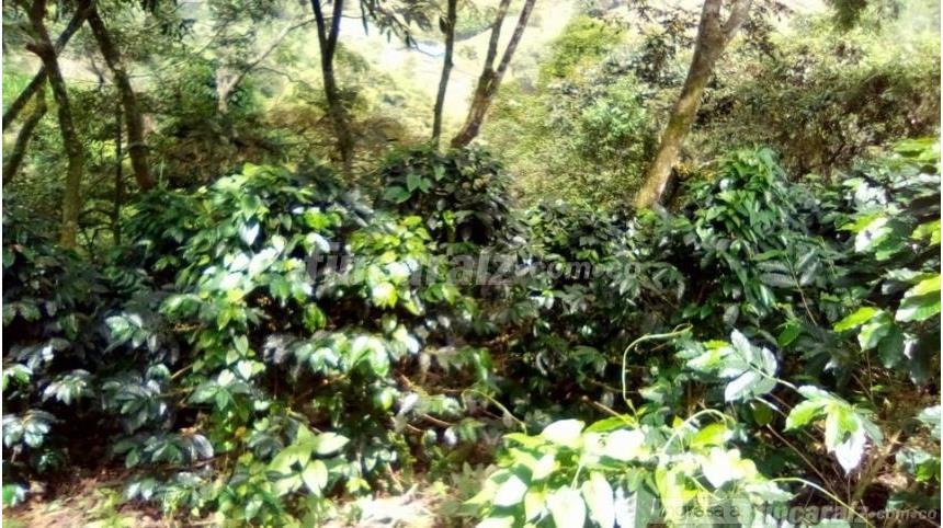 Finca en Venta - Widok 3