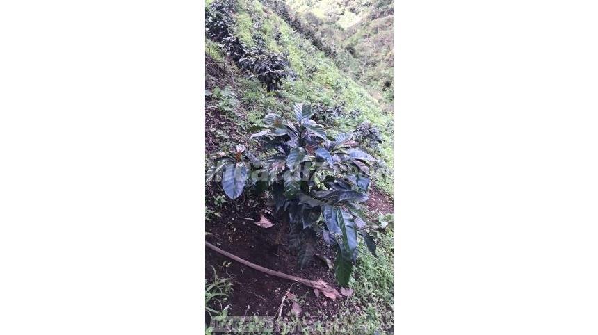 Finca en Venta – pohled 4