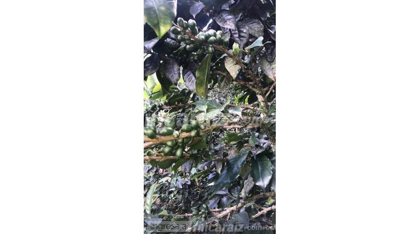 Finca en Venta – pohled 5