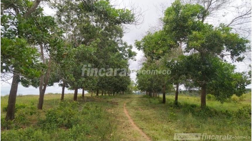 Finca en Venta
