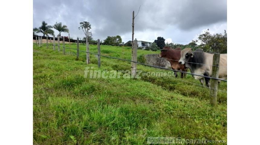 Finca en Venta - View 5