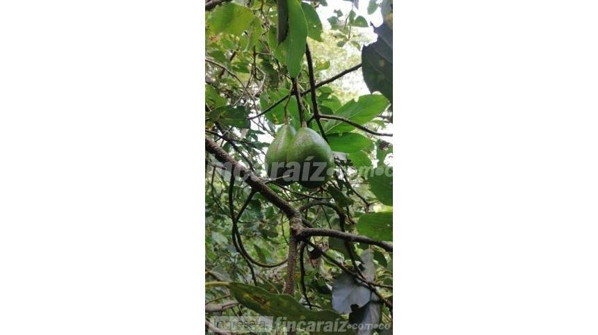Finca en Venta - Fler