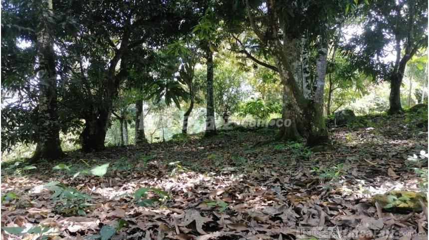 Finca en Venta - Bild 5
