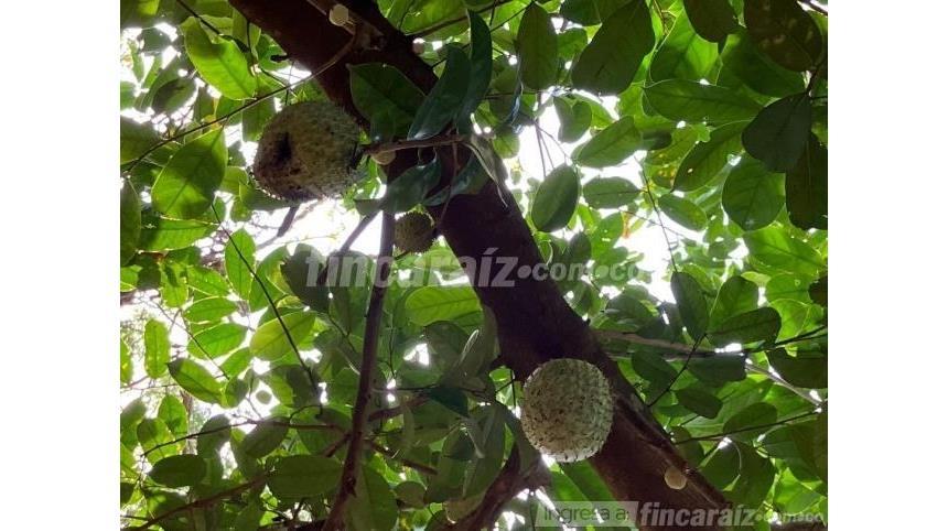 Finca en Venta - Skats 6