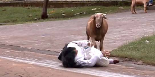 Cabra "asesina" siembra el terror en las calles de Brasil
