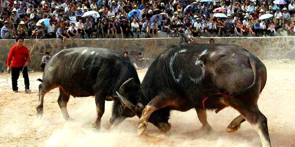 Toros pelean a muerte en polémico ‘Festival Miao’ en China