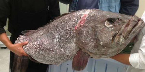 La Tribuna de Alfredo: desde Piura, un delicioso y contundente 'Festival de Mero'