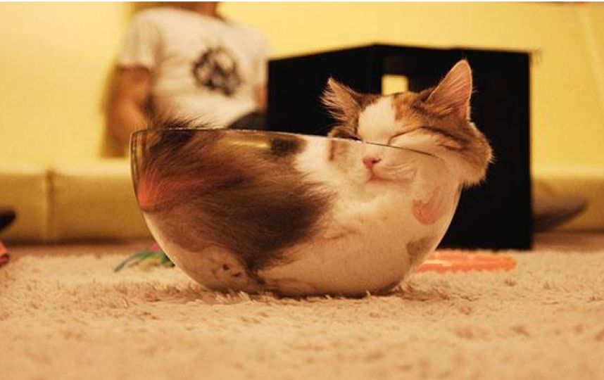 FOTOS: las posiciones más extrañas que pueden adoptar los gatos