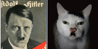 FOTOS: 10 gatos que se volvieron famosos en Internet por sus llamativos pelajes