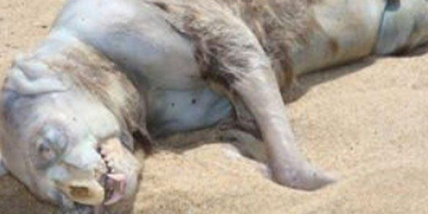 ¿Criaturas reales?: los 10 hallazgos más espantosos de los últimos años
