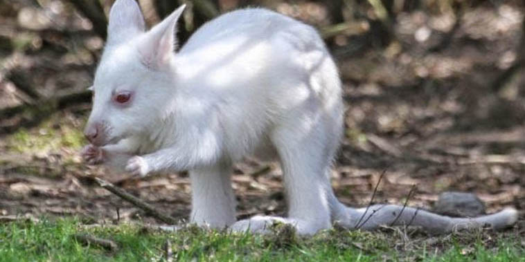 &iquest;Mutaciones?: los animales m&aacute;s extra&ntilde;os que han nacido en los &uacute;ltimos a&ntilde;os