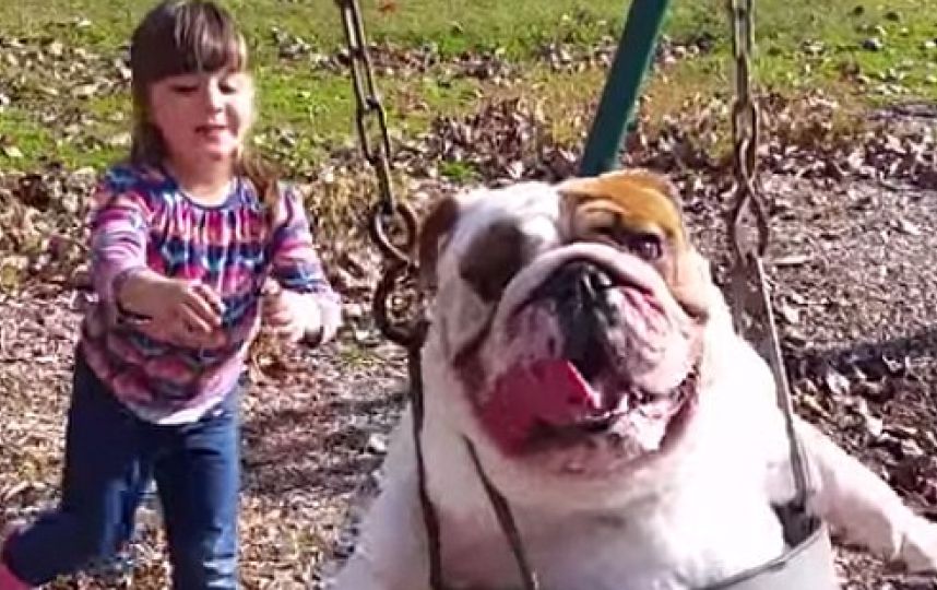 Video de perro bulldog que juega en el columpio se vuelve viral en Internet