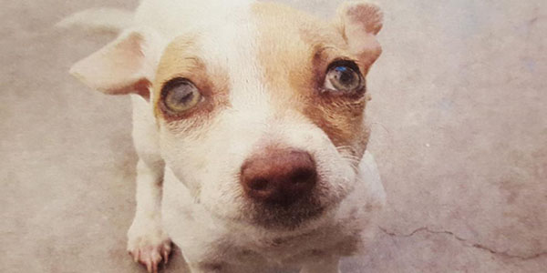 Bubba, el perro que fue encontrado bajo el efecto de las drogas