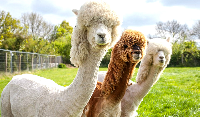 Alpacas causan sensación por su extravagante corte de pelo