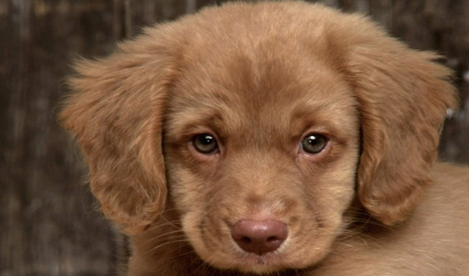 EEUU: alerta por bacterias que transmiten las mascotas