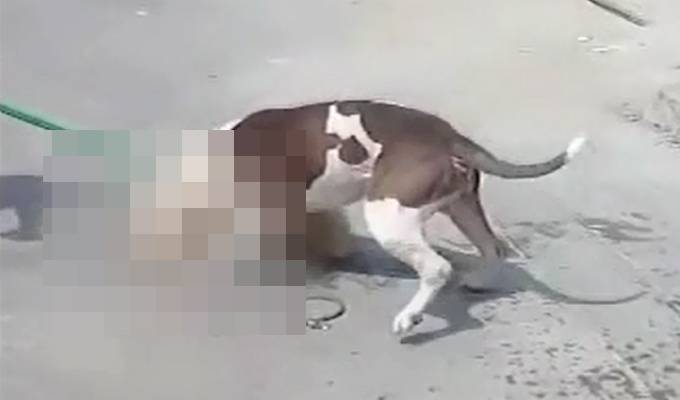 SMP: perro de raza “pitbull” mata a otro can que era paseado por una menor de edad
