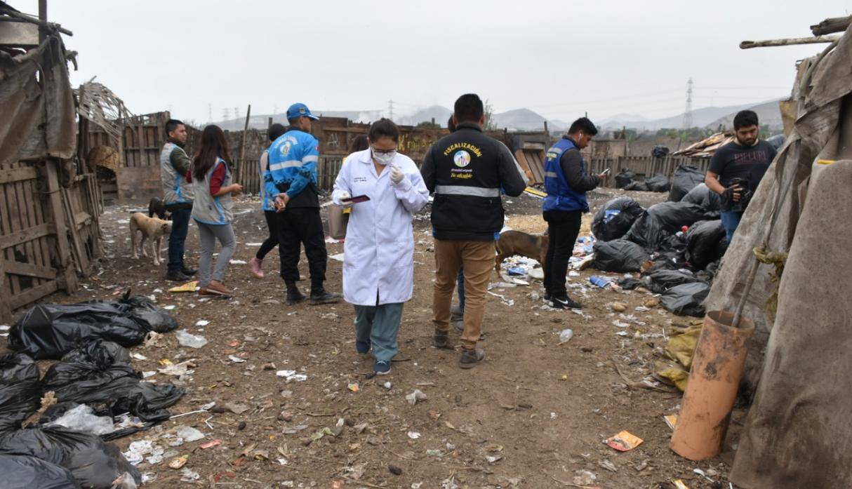 Cierran chancherías clandestinas en SMP donde alimentaban cerdos con basura