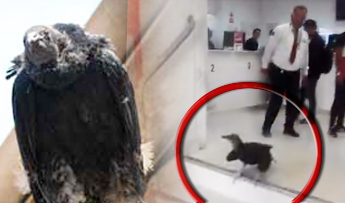 Chiclayo: gallinazo asusta a clientes de empresa de telefonía