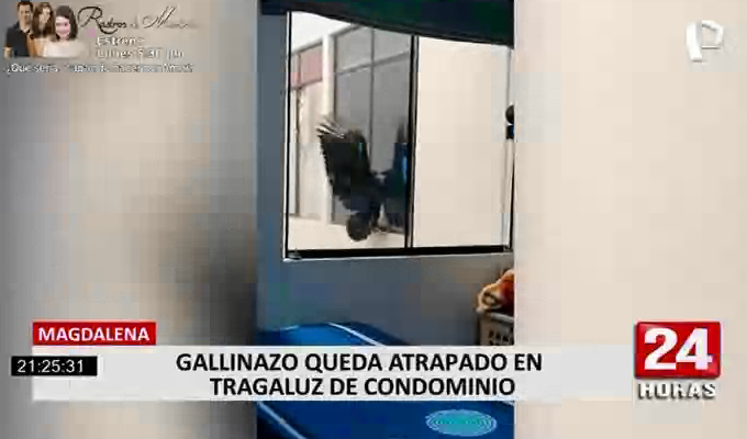 Serfor rescató a gallinazo que cayó en tragaluz de un edificio en Magdalena