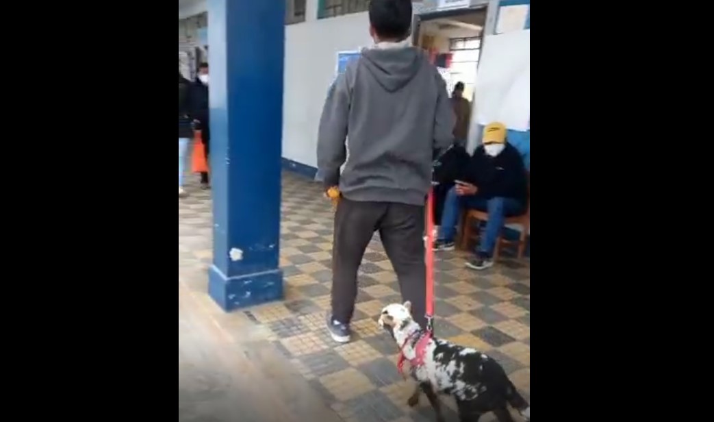 SJL: Ciudadano asistió con su carnero como mascota a emitir su voto