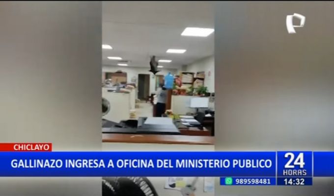 Gallinazo irrumpe en oficinas del Ministerio Público en Chiclayo