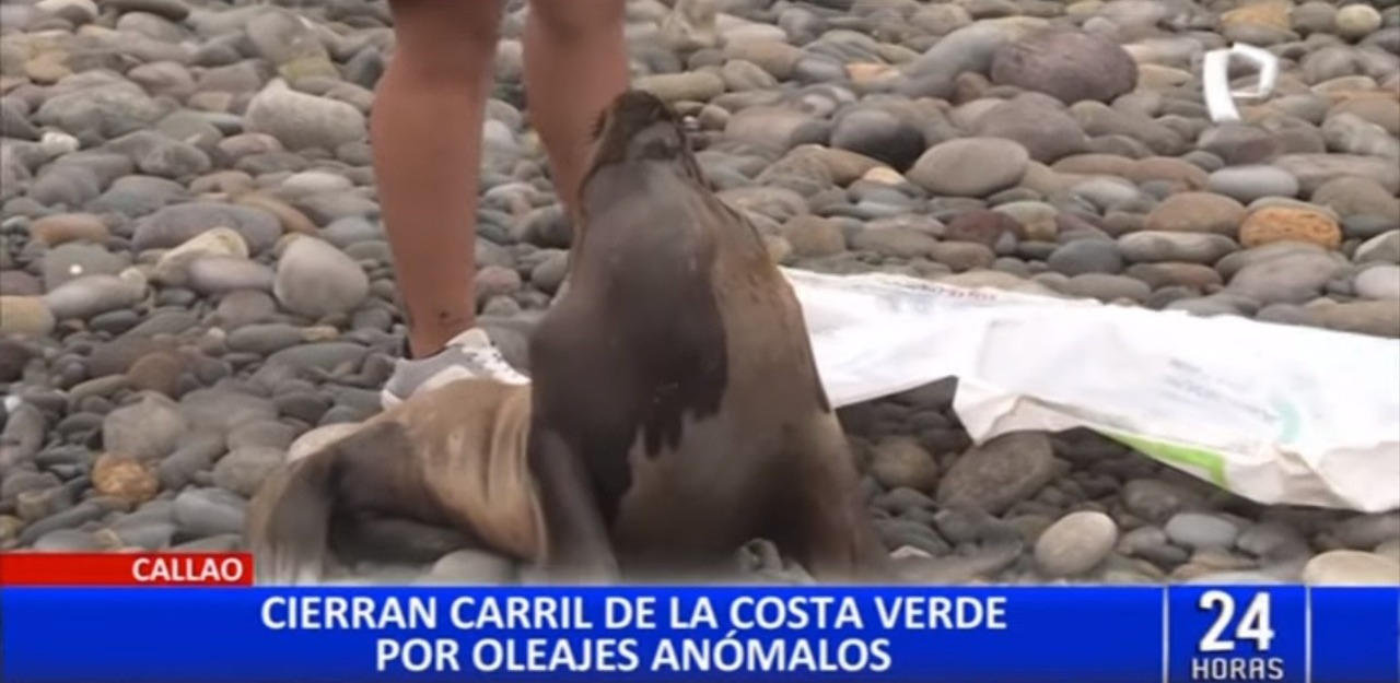 Costa Verde Callao: especies marinas quedan varadas por oleajes anómalos