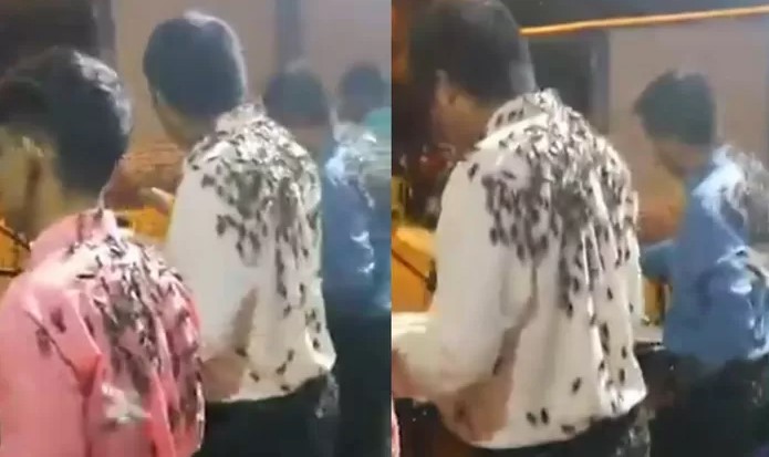 Piura: banda de músicos es cubierta por gran cantidad de grillos en plena presentación