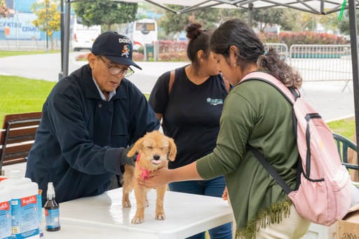 Patatón 2024: entérate AQUÍ cómo ayudar a animales rescatados y callejeros
