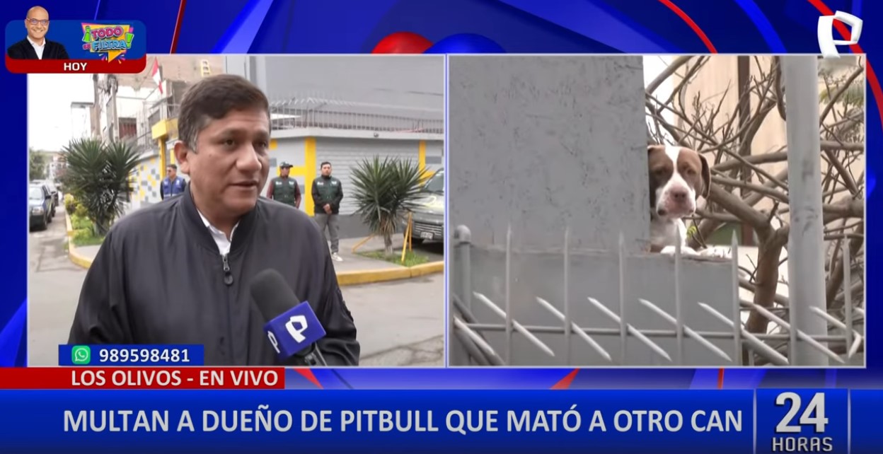 Los Olivos: temor por pitbull que atacó a varias mascotas y mató a una