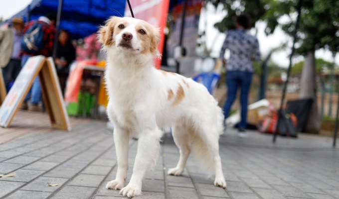 Congreso aprueba reconocimiento al perro pastor Chiribaya como patrimonio cultural de la Nación