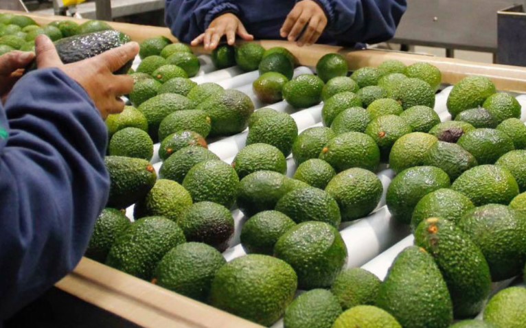Unión Europea detecta lotes de palta peruana con altos niveles de cadmio