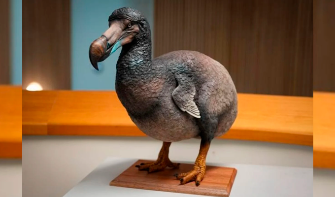 Luego de estar extinto durante más de 350 años, investigadores podrían traer de regreso al dodo para el 2030
