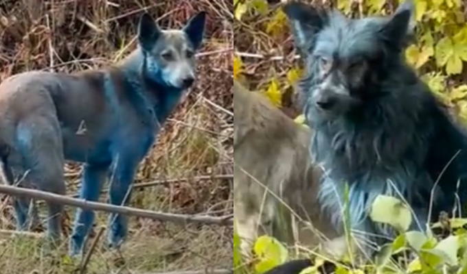Misterio en Chernobyl: aparecen perros con pelaje azul en la zona de exclusión