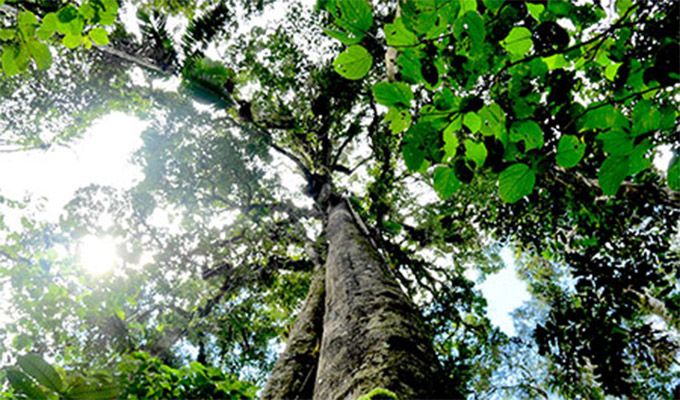 Termina con la ansiedad y fatiga usando solo esencias naturales extraídas de nuestra Amazonía